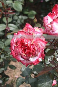 花呗长时间逾期会怎么样 花呗长时间逾期会怎么样