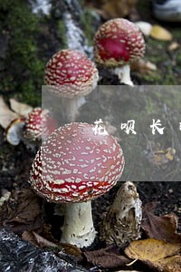 花呗长时间逾期后多久能开通 花呗长时间逾期后多久能开通