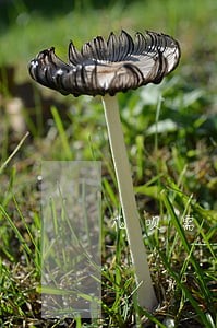 花呗需不需要消除逾期 花呗需不需要消除逾期