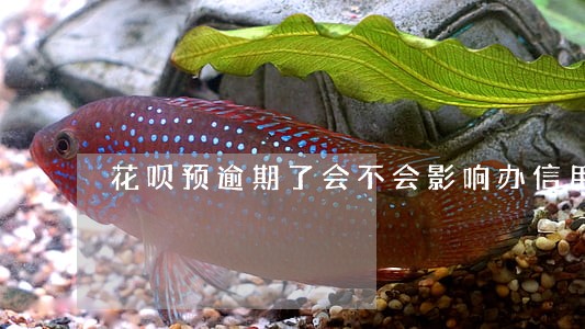 花呗预逾期了会不会影响办信用卡 花呗预逾期了会不会影响办信用卡