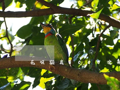花呗额度3000逾期三个月了 花呗额度3000逾期三个月了