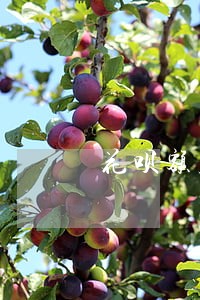花呗额度8千逾期会怎么样 花呗额度8千逾期会怎么样
