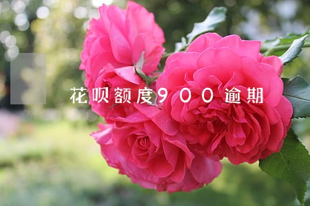 花呗额度900逾期 花呗额度900逾期