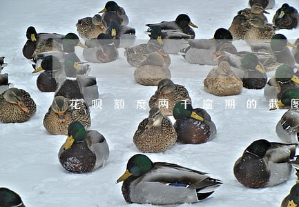 花呗额度两千逾期的截图 花呗额度两千逾期的截图