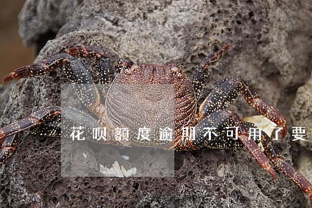 花呗额度逾期不可用了要多久 花呗额度逾期不可用了要多久