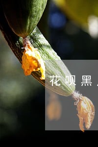 花呗黑户逾期怎么还款 花呗黑户逾期怎么还款
