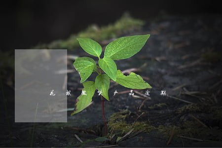 花坝微贷产品逾期 花坝微贷产品逾期