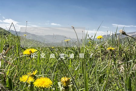 花安逸要逾期了 花安逸要逾期了