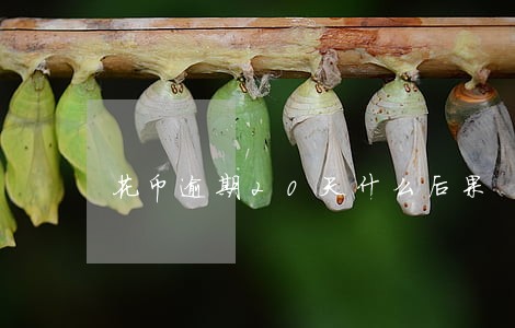 花币逾期20天什么后果 花币逾期20天什么后果