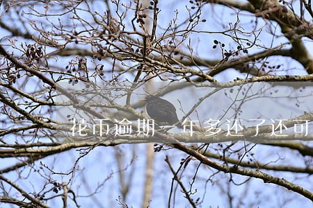 花币逾期一年多还了还可以用吗 花币逾期一年多还了还可以用吗