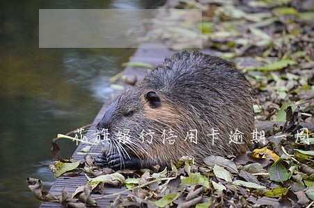 花旗银行信用卡逾期一周