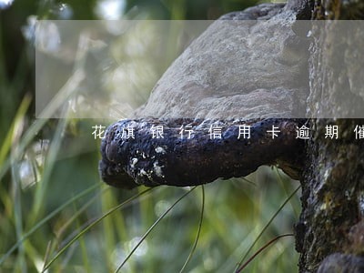 花旗银行信用卡逾期催款外包