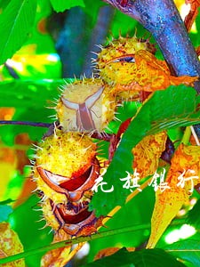 花旗银行信用卡逾期是什么意思 花旗银行信用卡逾期是什么意思
