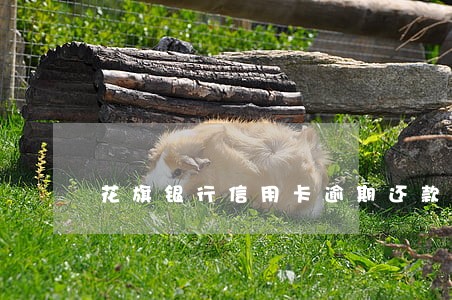 花旗银行信用卡逾期还款申请