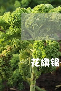 花旗银行还款3天到账算不算逾期 花旗银行还款3天到账算不算逾期
