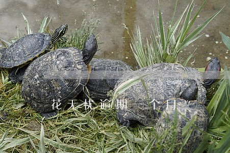 花无忧逾期一个月 花无忧逾期一个月