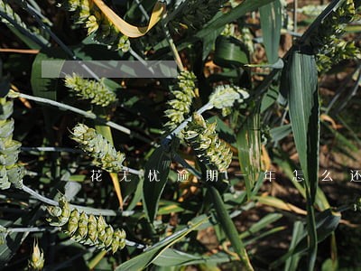 花无忧逾期一年怎么还 花无忧逾期一年怎么还