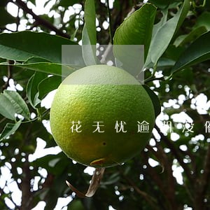 花无忧逾期没催收 花无忧逾期没催收