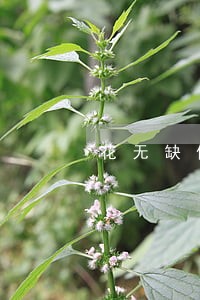 花无缺借款逾期一天 花无缺借款逾期一天