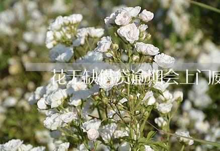 花无缺借贷逾期会上门威胁吗 花无缺借贷逾期会上门威胁吗