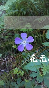 花无缺网贷逾期了怎么办了 花无缺网贷逾期了怎么办了