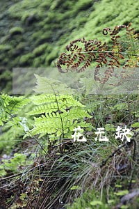 花无缺贷款逾期半个月 花无缺贷款逾期半个月