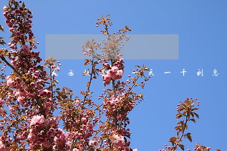 花无缺逾期一天一千利息 花无缺逾期一天一千利息