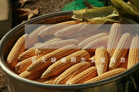 花无缺逾期怎么发信息 花无缺逾期怎么发信息