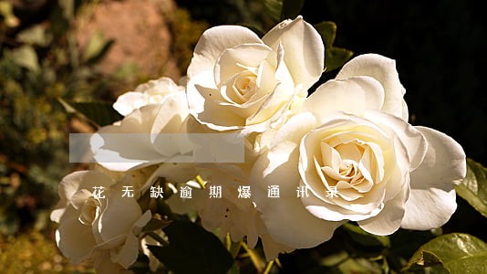 花无缺逾期爆通讯录 花无缺逾期爆通讯录
