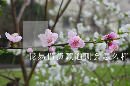 花易借贷款逾期会怎么样 花易借贷款逾期会怎么样