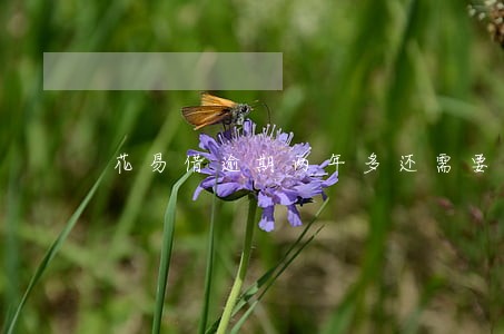 花易借逾期两年多还需要还么 花易借逾期两年多还需要还么
