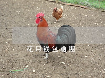花月钱包逾期 花月钱包逾期