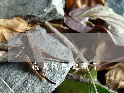 花月钱包逾期了 花月钱包逾期了
