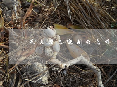 花月钱包逾期会怎样 花月钱包逾期会怎样