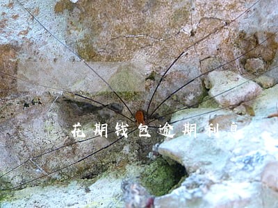 花期钱包逾期利息 花期钱包逾期利息
