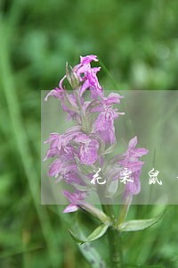 花栗鼠手机提醒逾期 花栗鼠手机提醒逾期