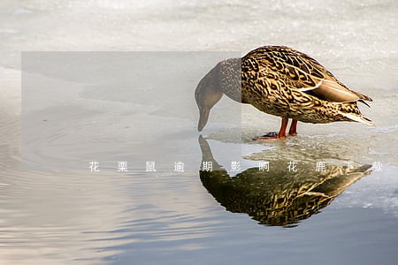 花栗鼠逾期影响花鹿下款吗 花栗鼠逾期影响花鹿下款吗