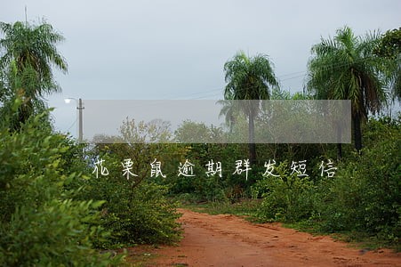 花栗鼠逾期群发短信 花栗鼠逾期群发短信