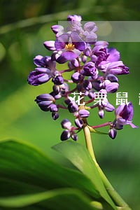 花栗鼠逾期还放款吗 花栗鼠逾期还放款吗
