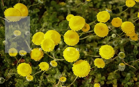 花样十年逾期上门 花样十年逾期上门