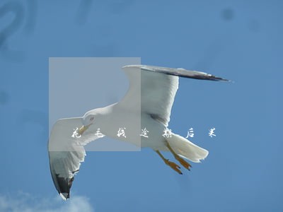 花毛线逾期后果