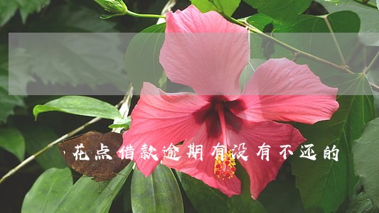 花点借款逾期有没有不还的 花点借款逾期有没有不还的
