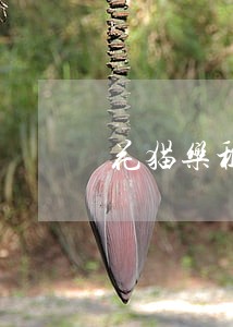花猫乐租的逾期催收电话 花猫乐租的逾期催收电话