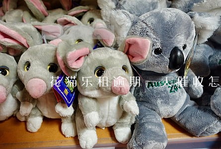 花猫乐租逾期一天催收怎么样 花猫乐租逾期一天催收怎么样