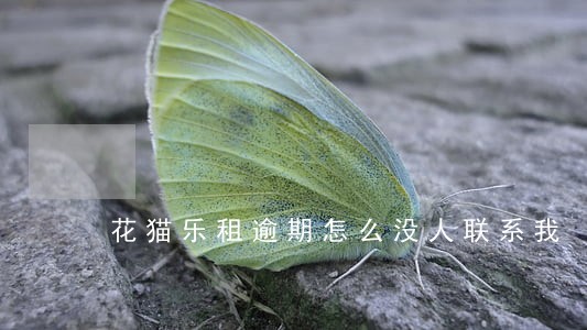 花猫乐租逾期怎么没人联系我 花猫乐租逾期怎么没人联系我