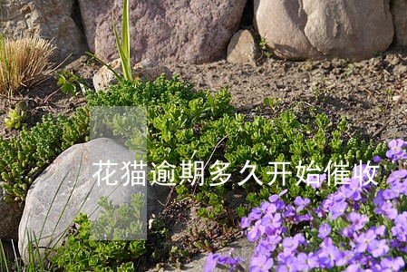 花猫逾期多久开始催收 花猫逾期多久开始催收