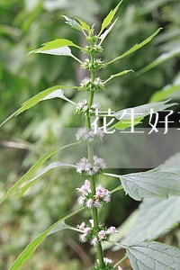 花生好车分期逾期后果 花生好车分期逾期后果