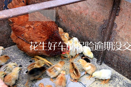 花生好车的保险逾期没交 花生好车的保险逾期没交