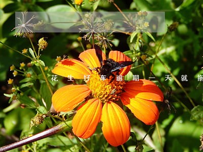 花生好车逾期一天就拖车吗 花生好车逾期一天就拖车吗