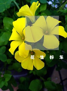 花生好车逾期五天 花生好车逾期五天